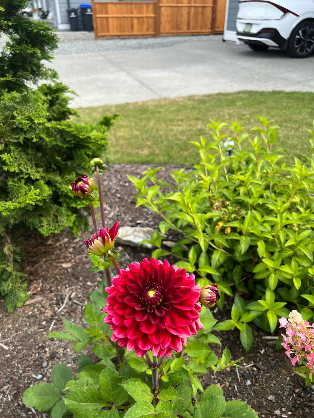 A deep-red dahlia in bloom in a Ridge front-garden bed.