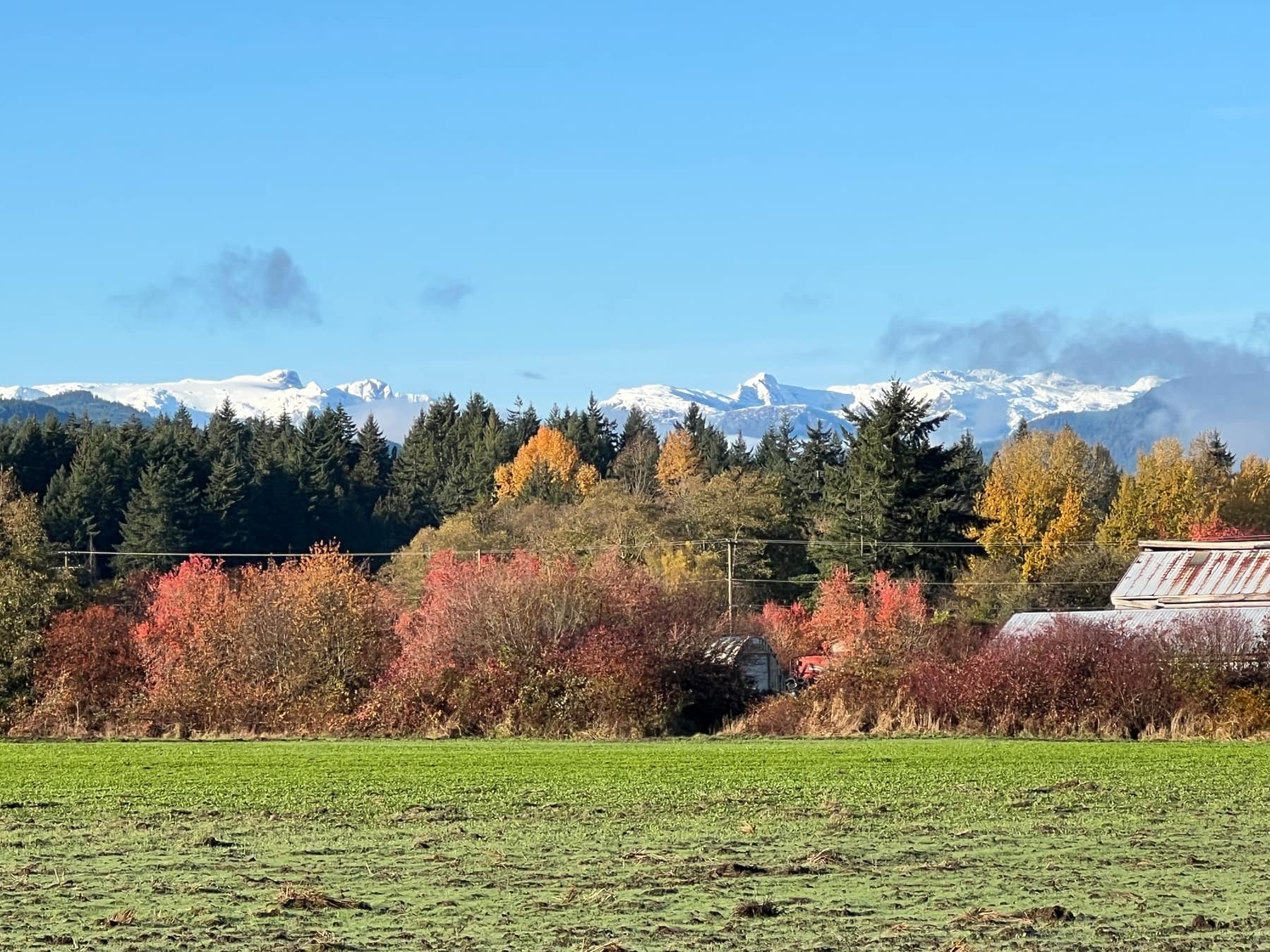 Snow-capped Coast Mountains and autumn colour beyond the forest, seen from the Ridge.
